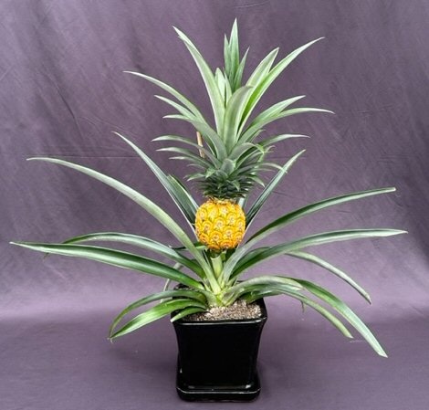 Flowering & Fruiting Pineapple Bonsai Tree (Ananas Nana)