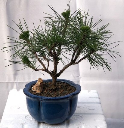 Mugo Pine Bonsai Tree - Small (Pinus Mugo 'Valley Cushion')
