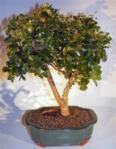 Flowering Campeche Bonsai Tree - Large (Haematoxylum Campechianum)