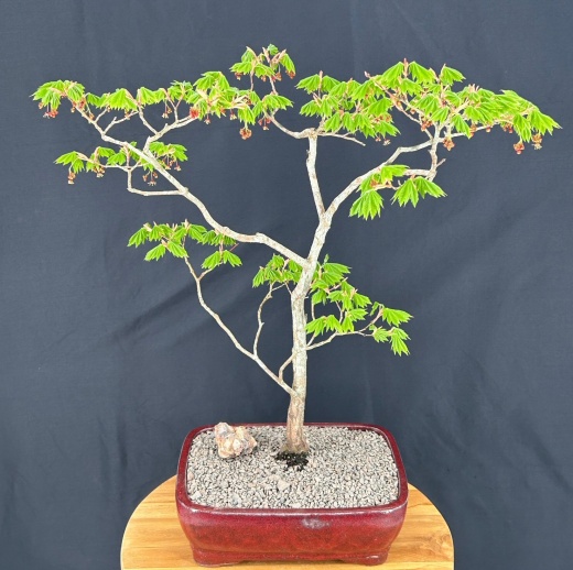 Korean Maple Bonsai Tree (Acer Pseudosieboldianum)