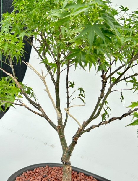 Sharps Pygme Japanese Maple Bonsai Tree Trained In Jin Style (Acer Palmatum 'Sharps Pygme')