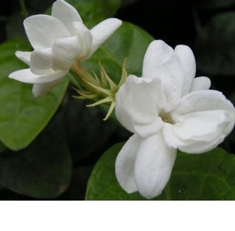 Flowering Water Jasmine Bonsai Tree - Large (Wrightia Religiosa)