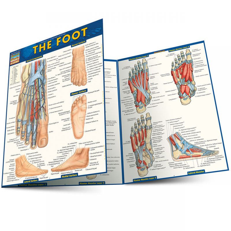 The Foot (Quick Study Academic)