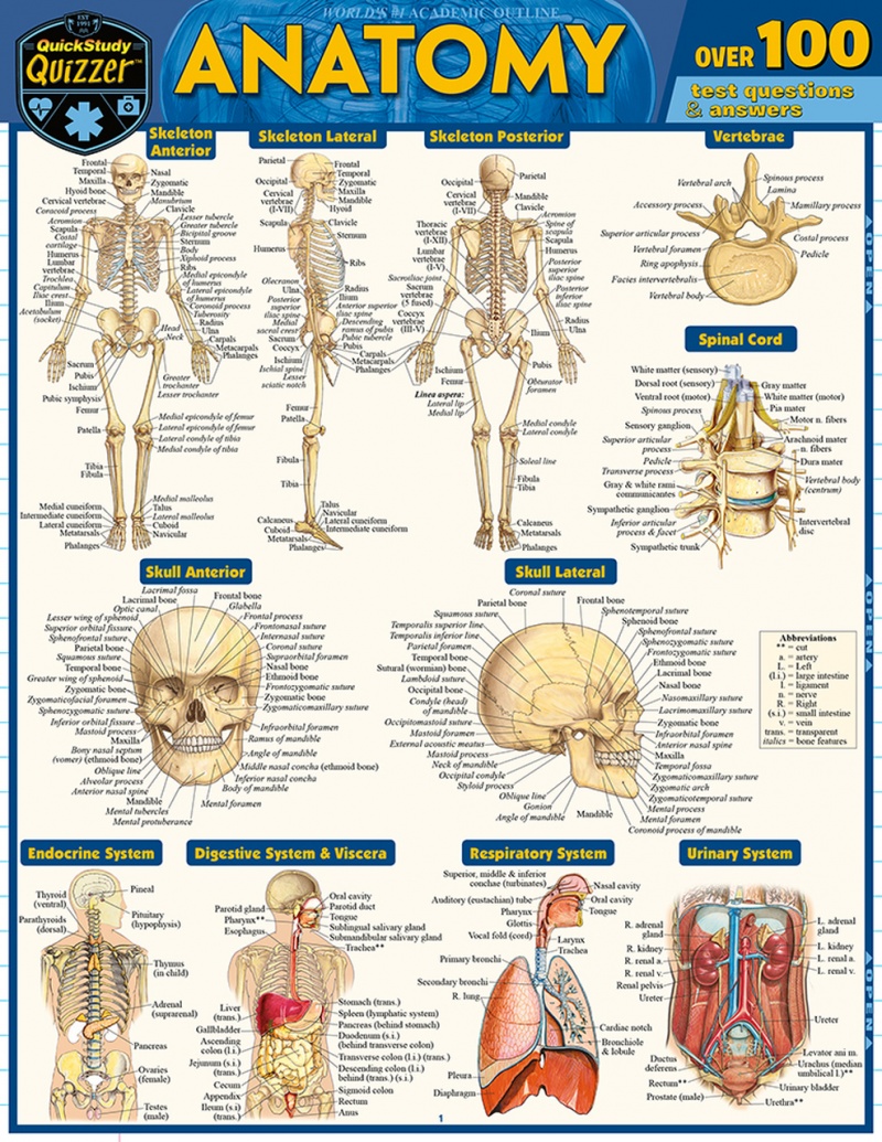 Quickstudy | Anatomy Quizzer Laminated Study Guide
