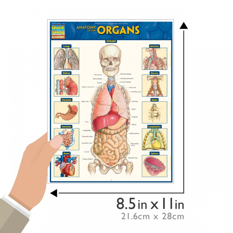 Quickstudy | Anatomy Of The Organs Laminated Study Guide