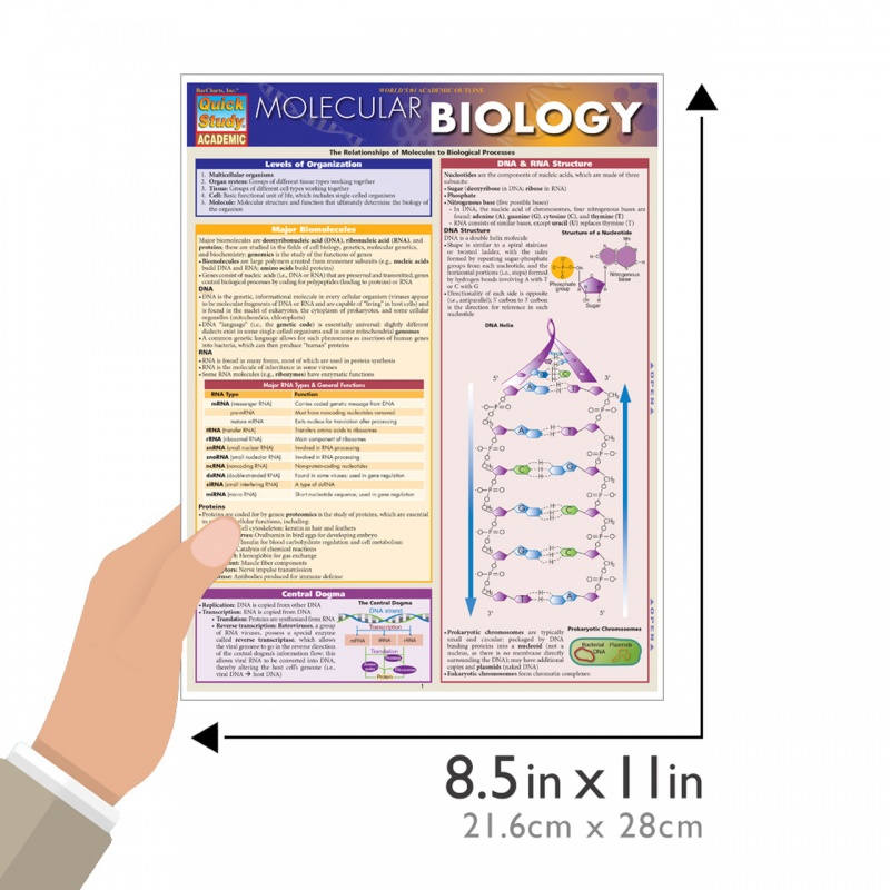 Quickstudy | Molecular Biology Laminated Study Guide