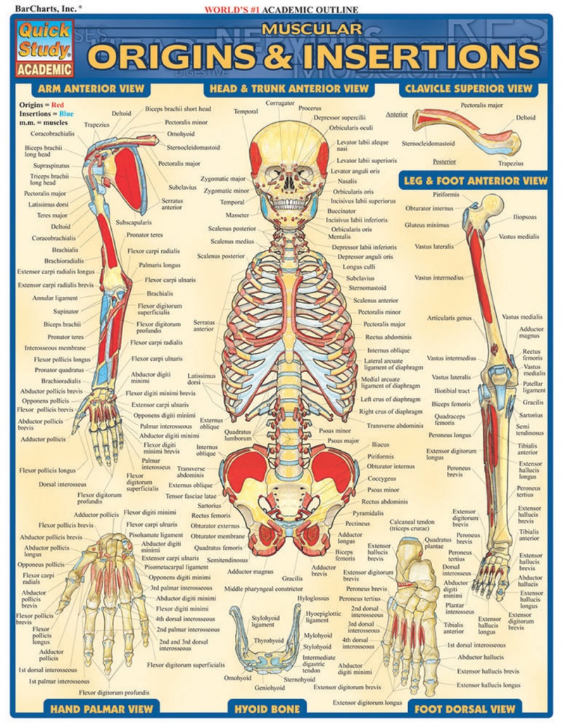 Quickstudy Muscular Origins & Insertions Laminated Study Guide