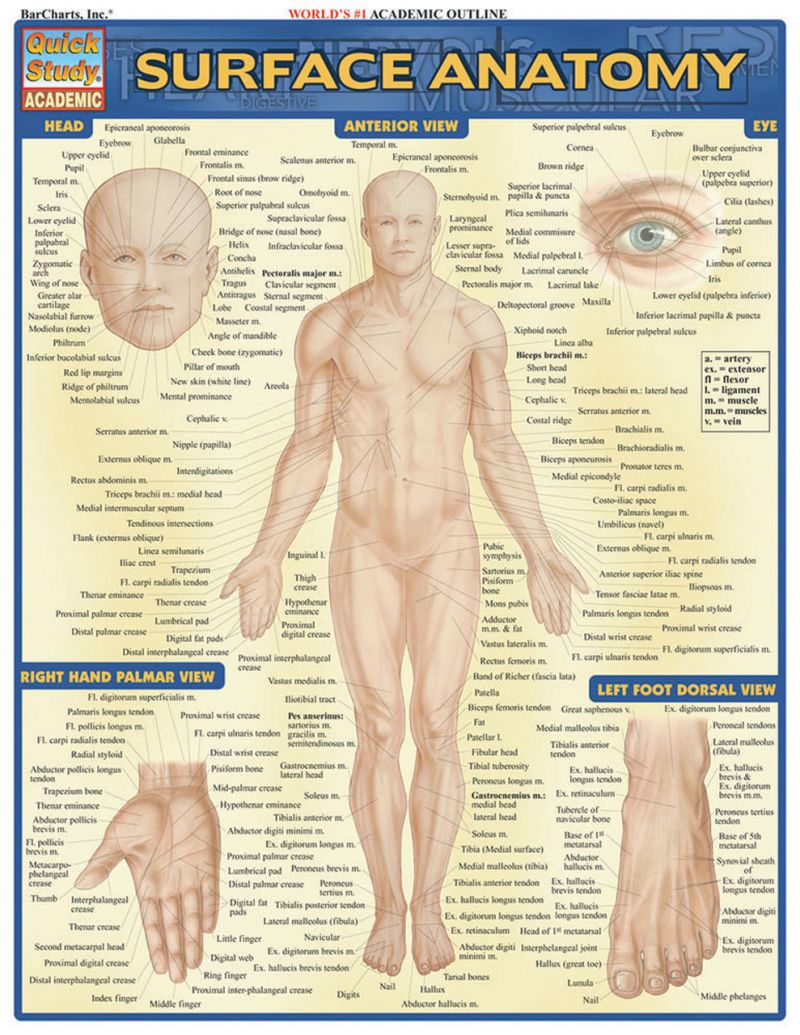 Quickstudy | Surface Anatomy Laminated Study Guide
