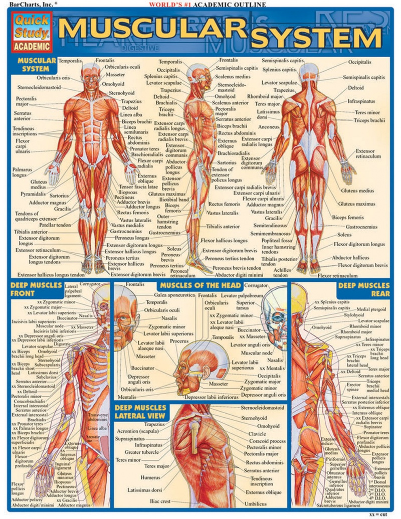 Quickstudy | Muscular System Laminated Study Guide