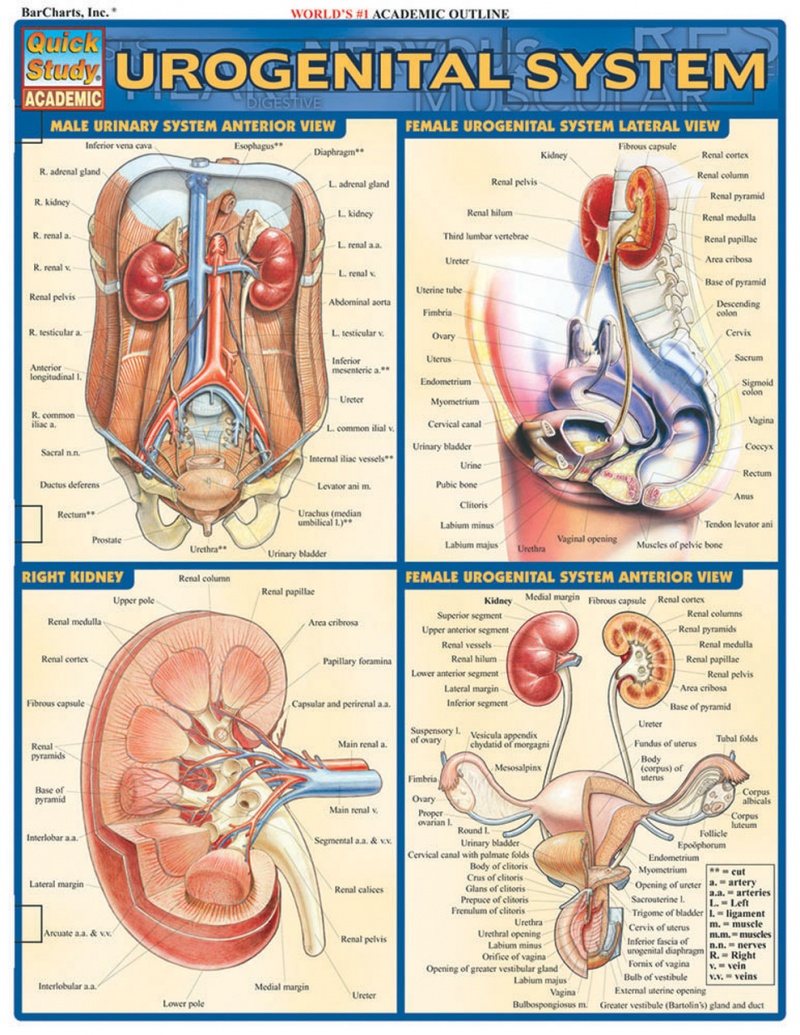 Quickstudy | Urogenital System Laminated Study Guide