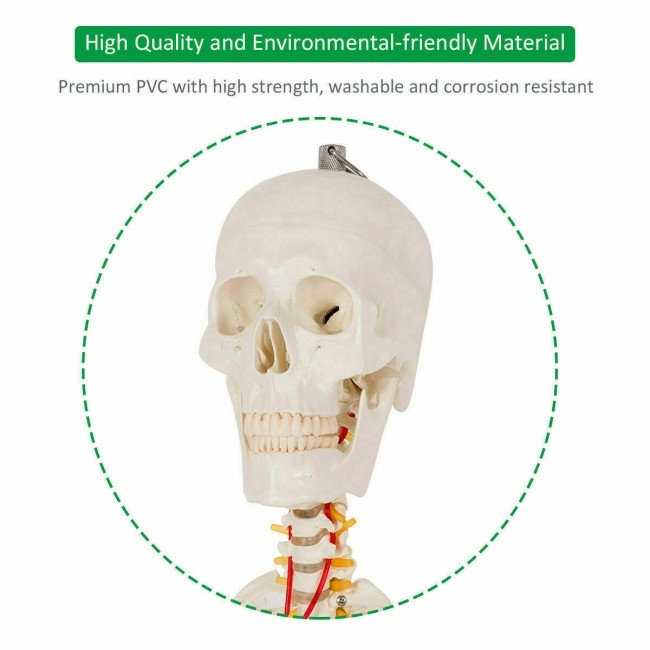 Medical School Human Anatomy Class Life-Size Skeleton Model