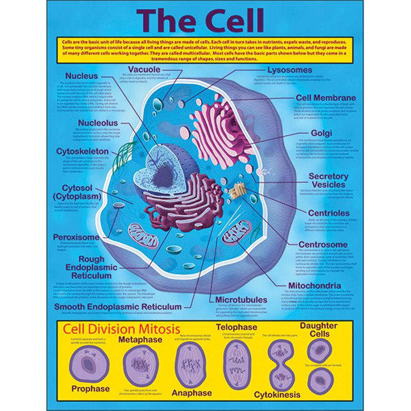 The Cell Chartlet