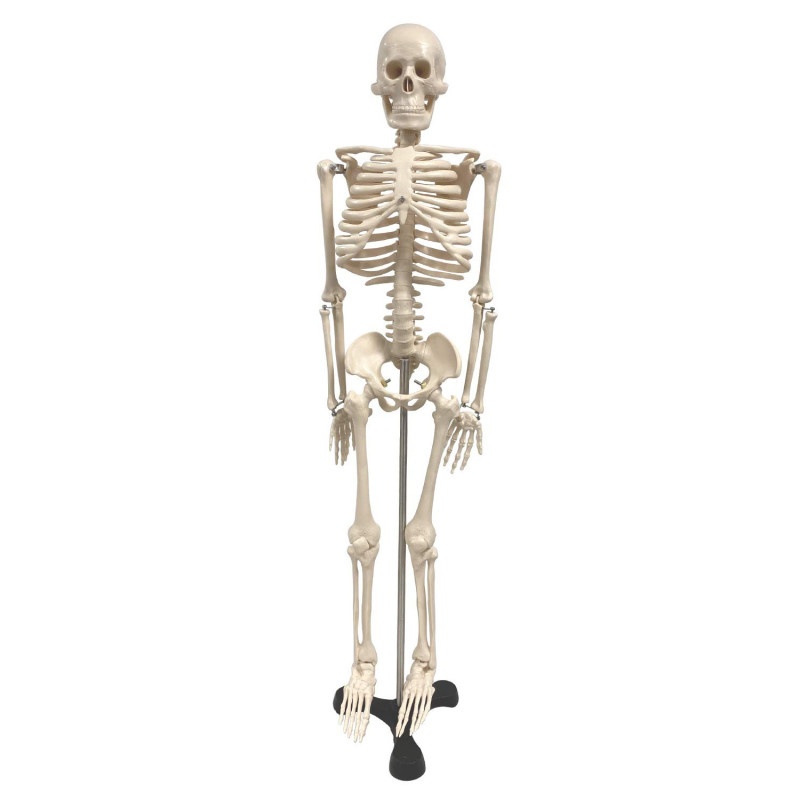 Skeleton 34In