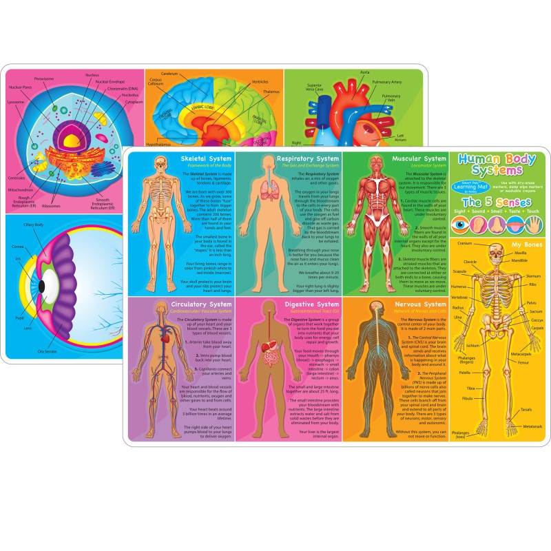 Human Body Learning Mat 2 Sided Write On Wipe Off