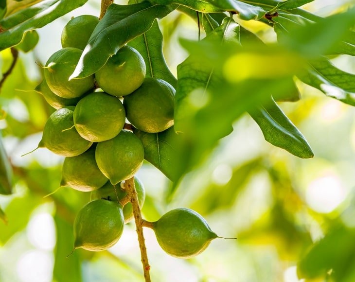 Dry Roasted Macadamia Nuts With Himalayan Salt