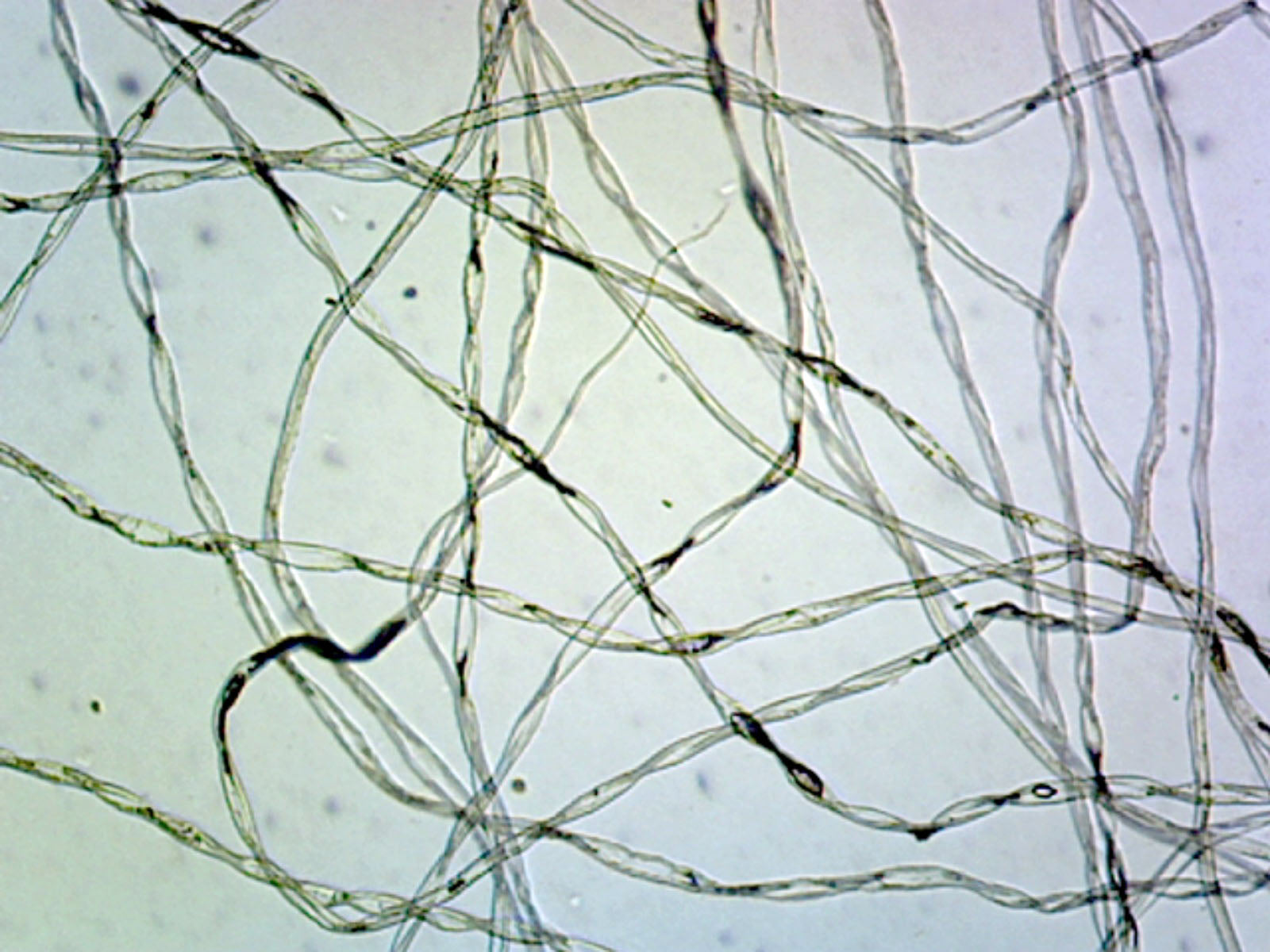 Gsc International Cotton, Textile Fibers; WholeMount Microscope Slide