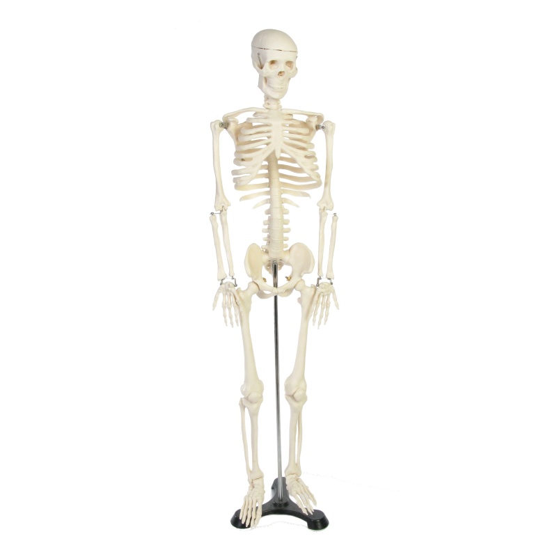 Gsc International Skeleton Model For The Study Of Physiology. Size 34Inches Or 85Cm With Support Stand