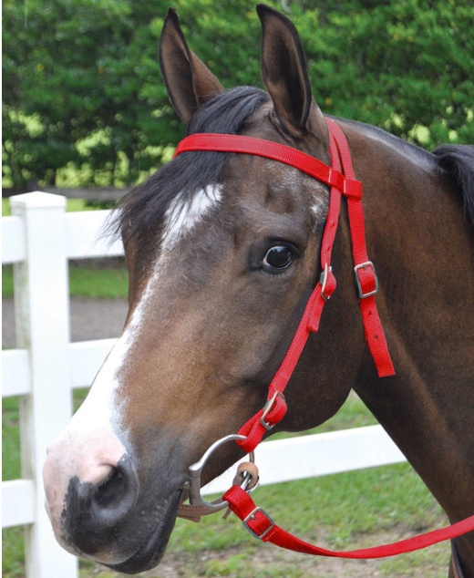Jeffers Western Nylon Horse Bridle W/ Split Reins