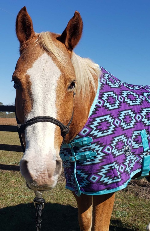 Jeffers equine clearance blankets