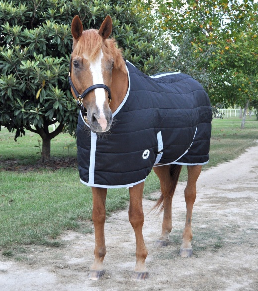 Jeffers Closed Front 240G Fill Stable Blanket for Horses