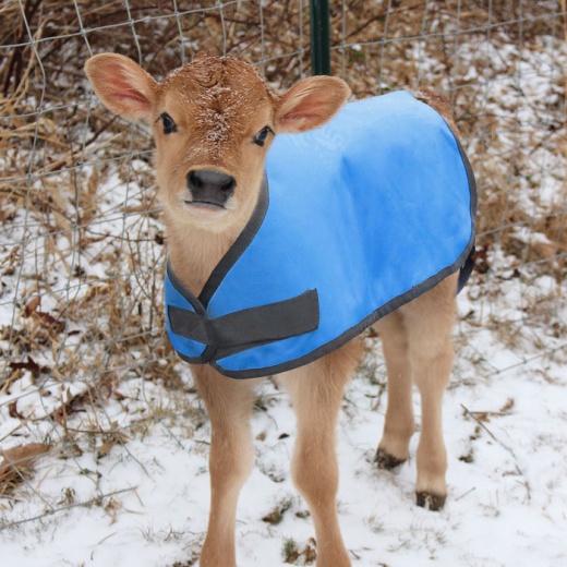 Jeffers Insulated Calf Blanket