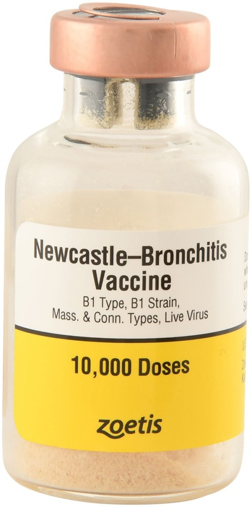 Newcastle-Bronchitis Disease Vaccine for Chickens