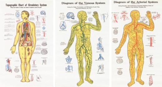 Anatomical Charts: A Gateway to Understanding Human Anatomy