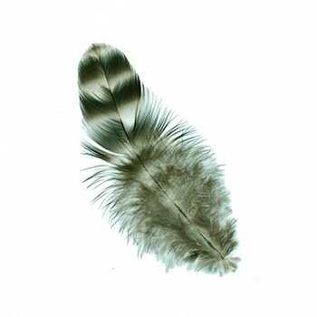 Strung Rooster Chick Chinchilla Feathers - #2931