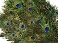 Peacock Eye Tails - Natural - 25"-35"