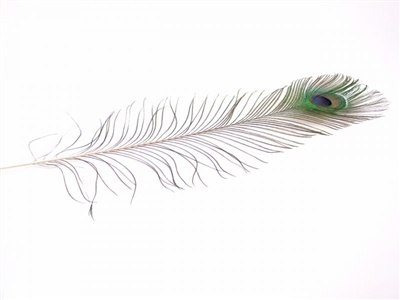 Peacock Eye Tails - Natural - 8"-15"