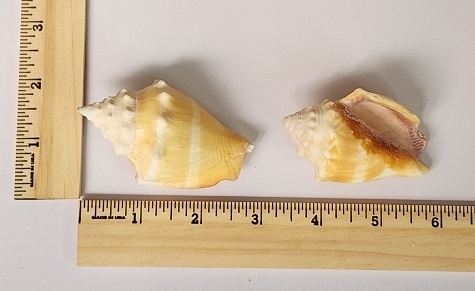 Light Colored Florida Fighting Conch Shell