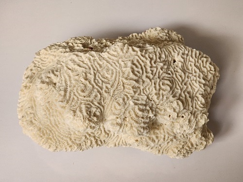 Genuine White Coastal Brain Coral