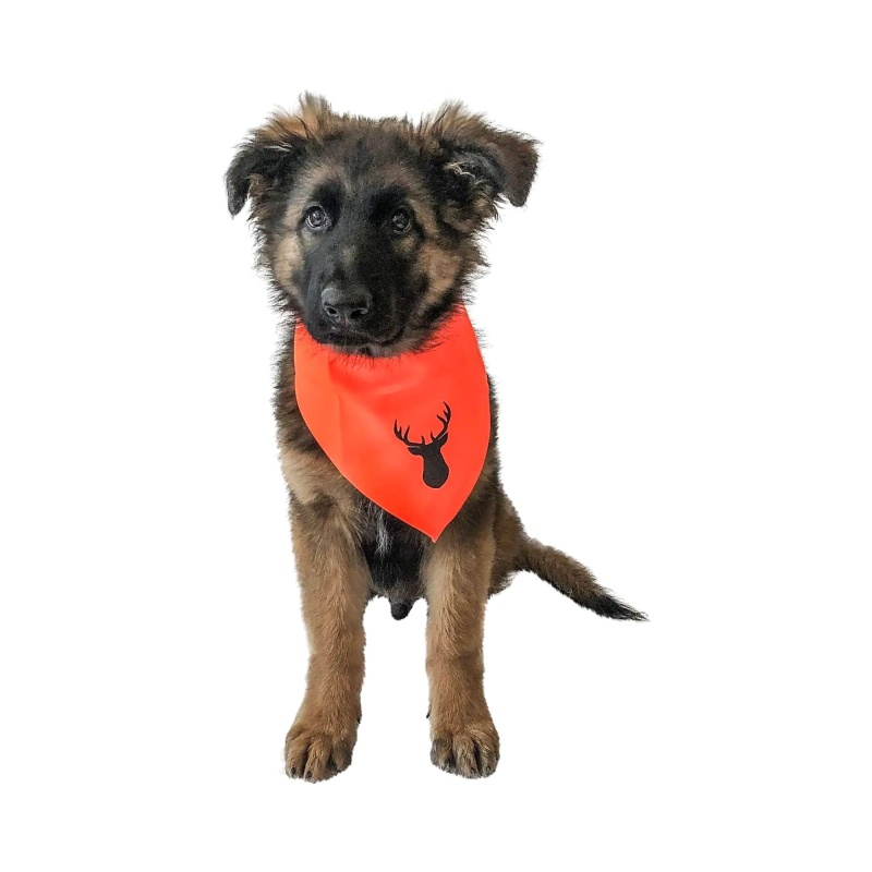 Orange Dog Bandana
 Midlee Blaze Orange Hunter Safety Dog Bandana