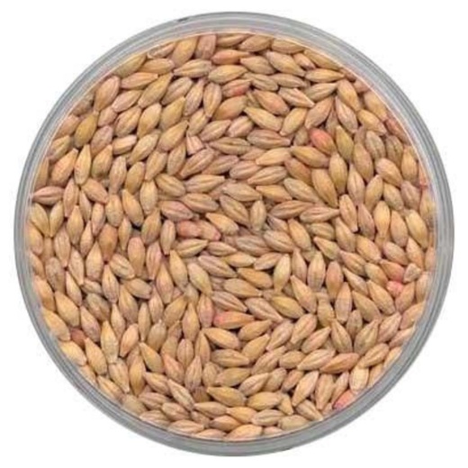 2-Row Barley Seed For Planting - Grow Your Own Malting Barley at Home