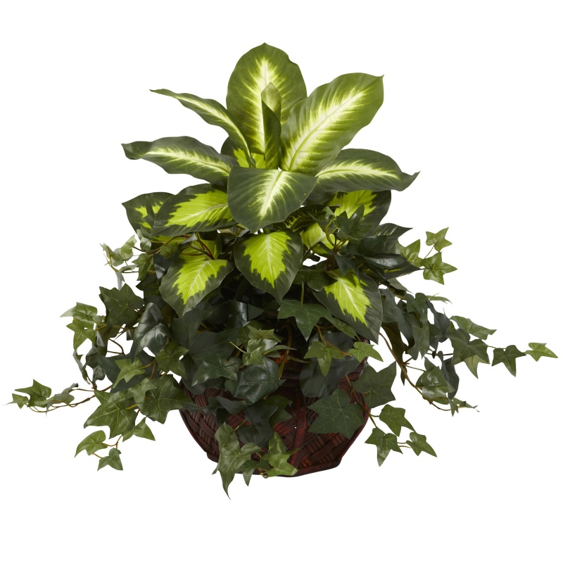 Dieffenbachia & Ivy W/Decorative Planter
