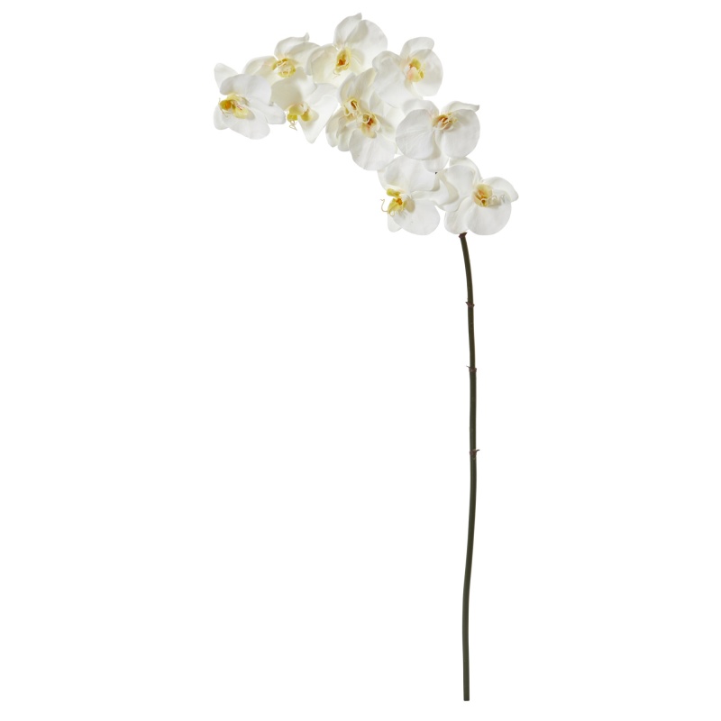 White Phalaenopsis Orchid Flowers