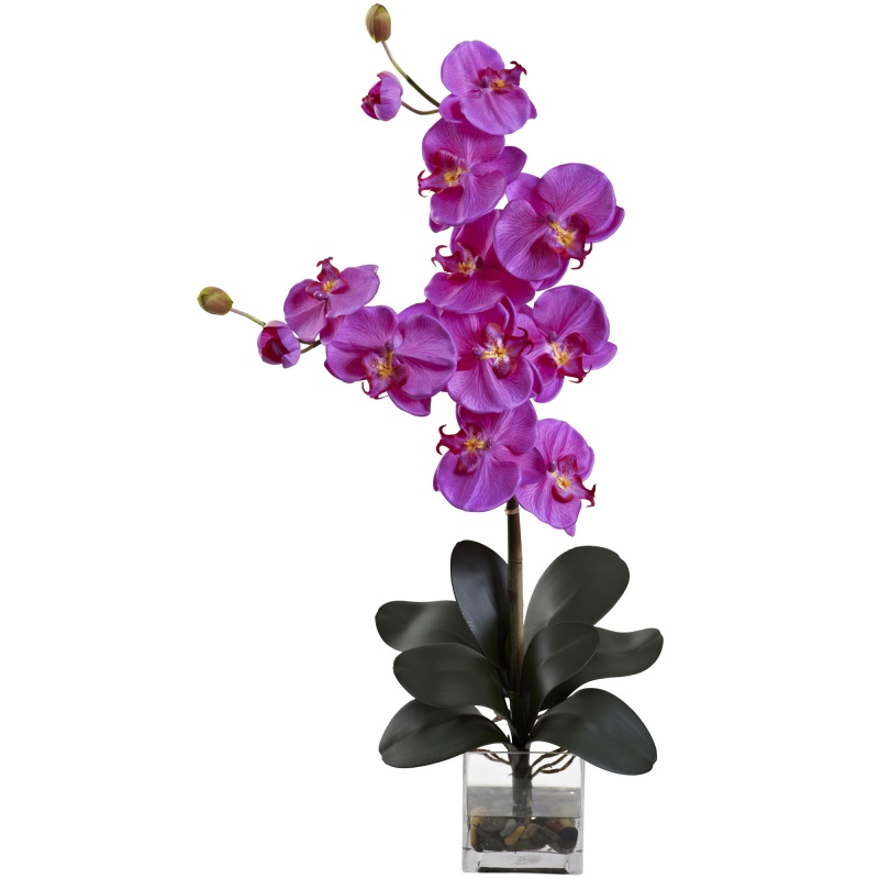 Double Giant Phalaenopsis W/Vase