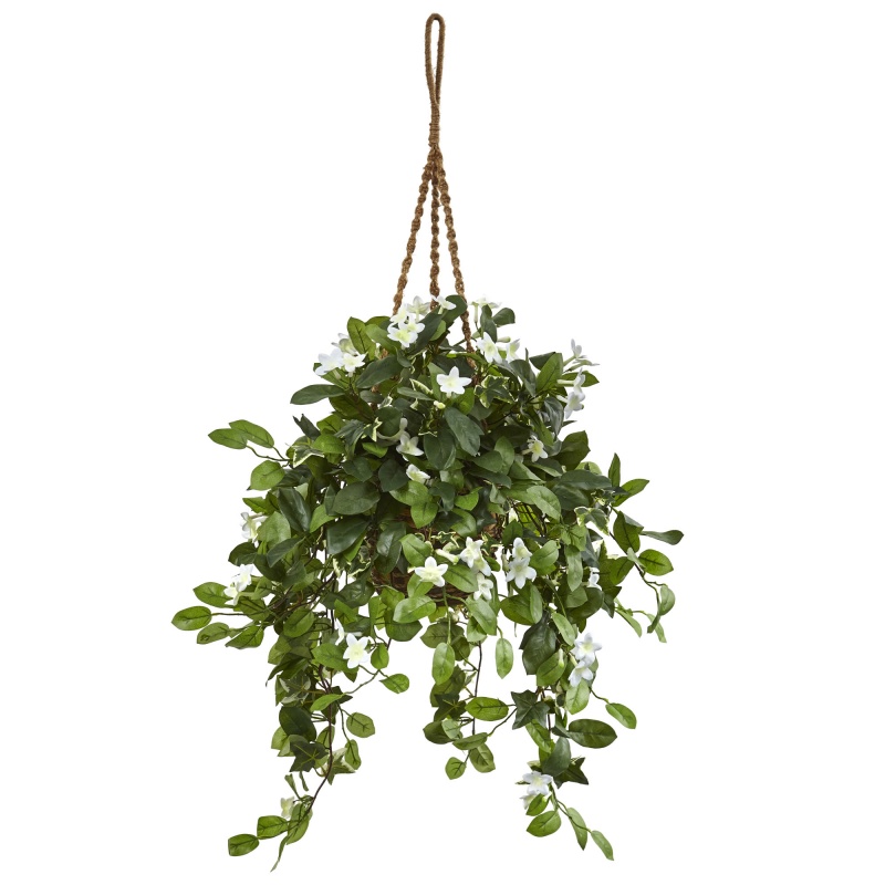Stephanotis In Hanging Basket