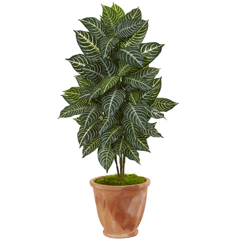 42” Zebra Plant In Terracotta Planter