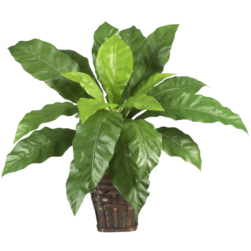 Birdsnest Fern With Wicker Basket