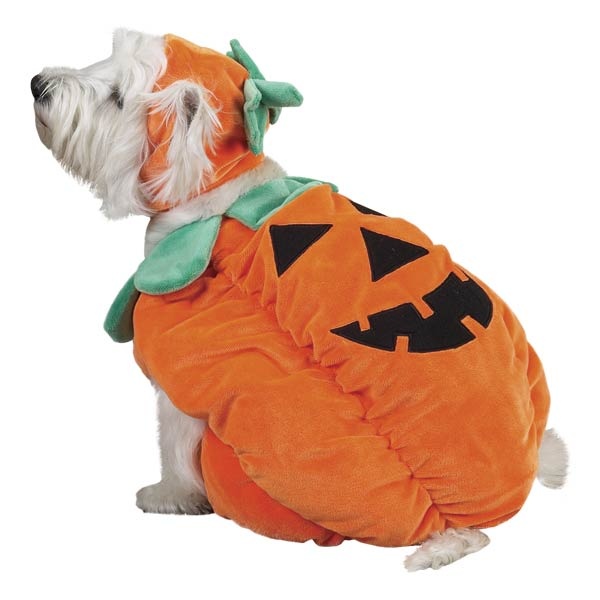 Zack & Zoey Pumpkin Pooch Costumes , m