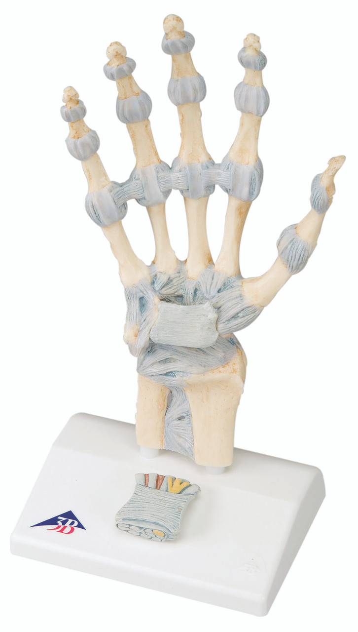 3B Scientific Human Hand Anatomical Model With 3B Smart Anatomy Included