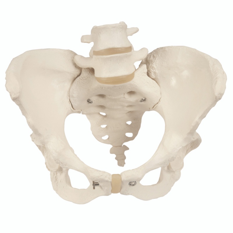 Anatomical Pelvic Skeletal Model, 3B Smart Anatomy