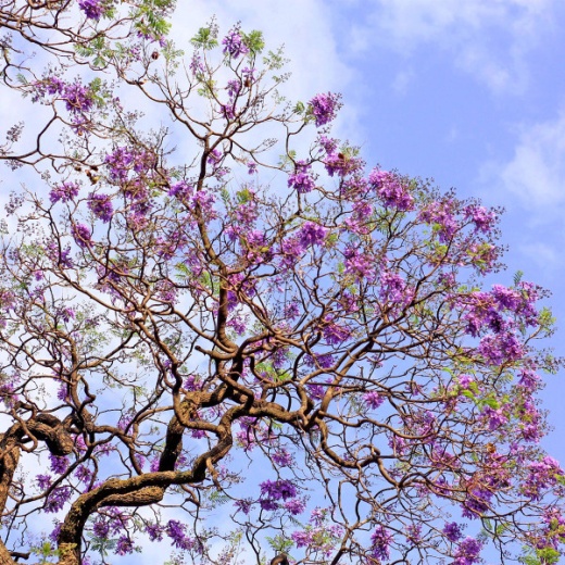 Biotree Memorial Seeds - Eco-Friendly and Biodegradable Tree Seeds