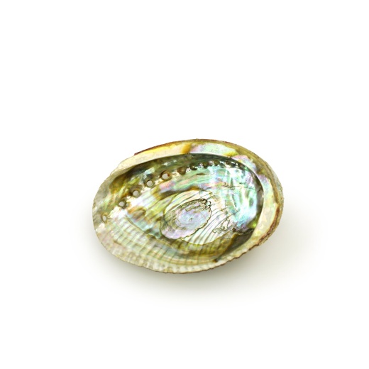 Medium Abalone Shell Burner for Smudging Rituals