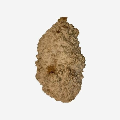 Red Mallee Burl Cap #404, 14 X 8 1/2 X 3 Inches, 6.70 Lbs