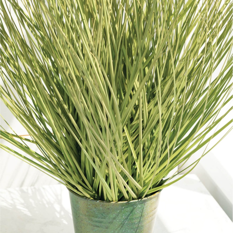 Potted Onion Grass
