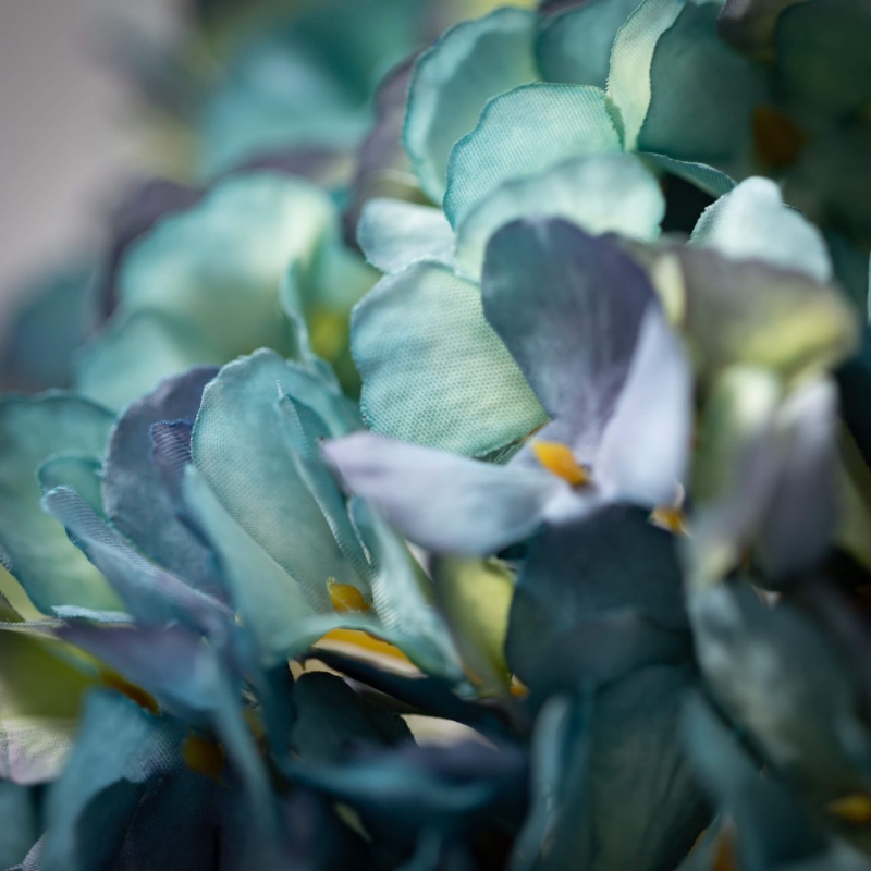Blooming Dusty Blue Hydrangea