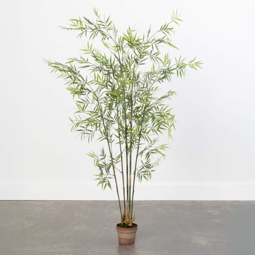 Potted Bamboo Tree