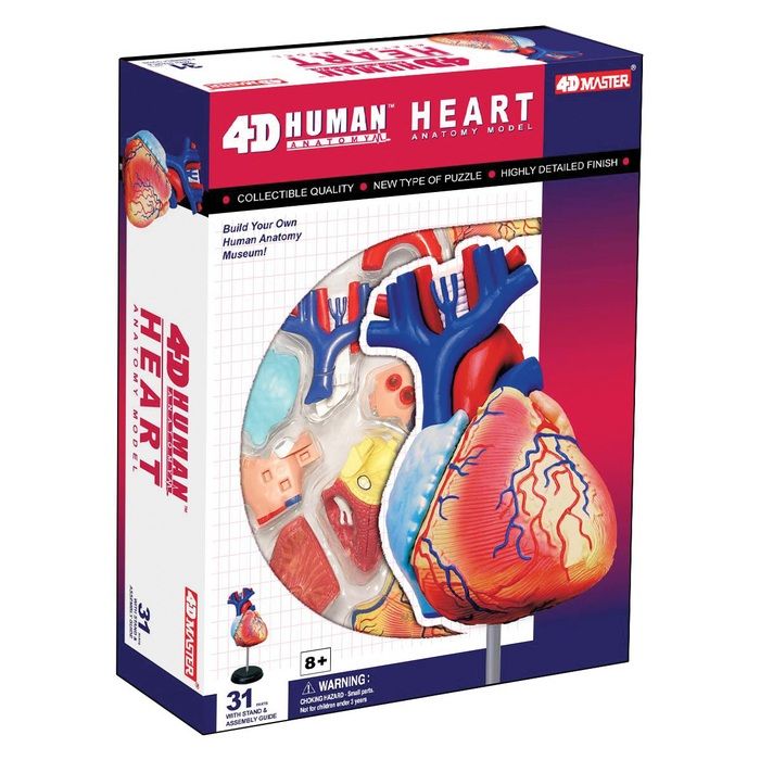 4 D Vision Heart Model